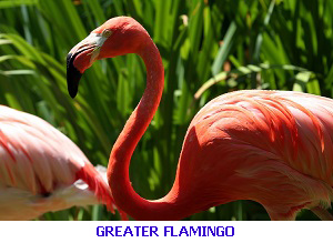 Greater Flamingo - Algarve