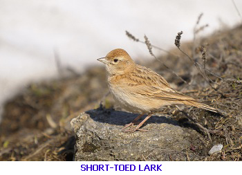 Short toed lark - eastern Algarve