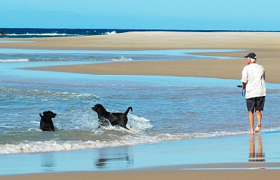 Dogs with man on beach Algarve Portugal