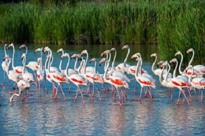 Ria Formosa Greater Flamingos