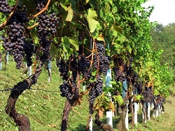 Portugal vineyard grapes on the vine