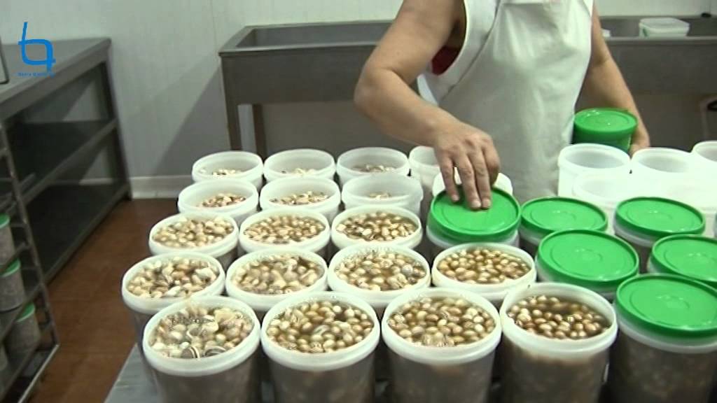 Preparing Snails in the Algarve