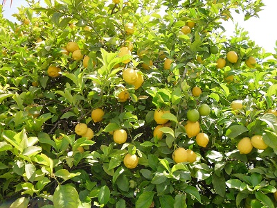 Lemon Tree in the Algarve
