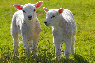 Spring Lambs in the Algarve