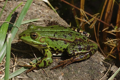 Frog in the garden Algarve