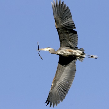 Algarve Portugal Heron in Flight