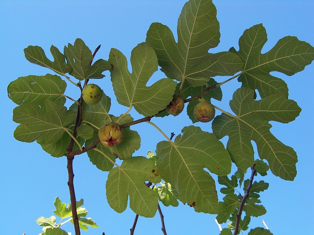 Fig Tree Algarve