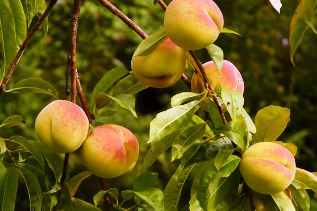 Peaches Algarve Portugal