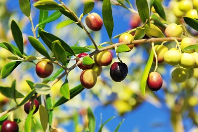 Olive Trees in the Algarve Portugal