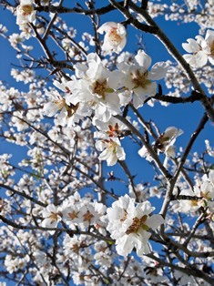 Almond blossom Algarve Portugal