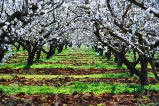 Almond trees Algarve Portugal