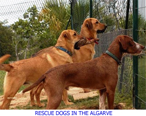 Rescue Dogs Algarve Portugal