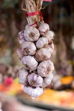 garlic from the Algarve Portugal
