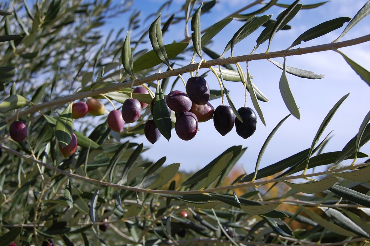 Olives Growing Algarve