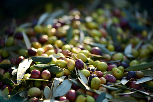 Olives Harvest Algarve Portugal