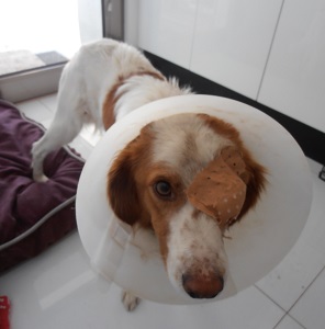 Poppy with patch and cone of shame
