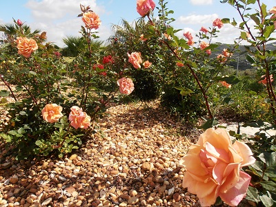 jardim com roseiras