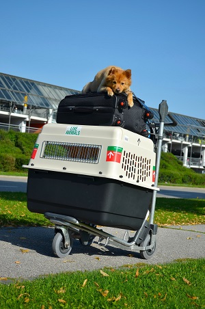 Dog and luggage