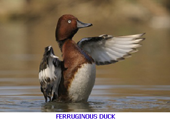 Ferruginous duck - Algarve Portugal