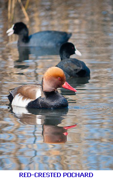 Red crested porchard Algarve