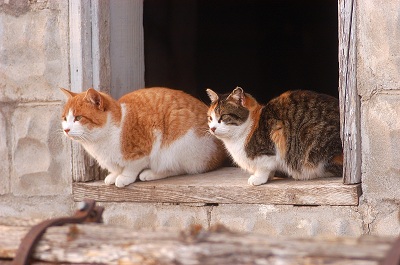 Cats on a windowsill