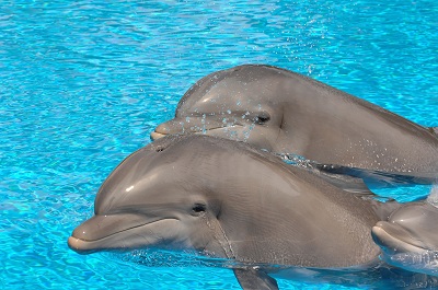 Dolphins at Algarve waterpark