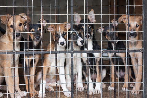 Dogs in a shelter