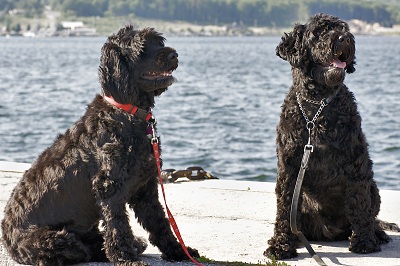 Portuguese waterdogs in the Algarve