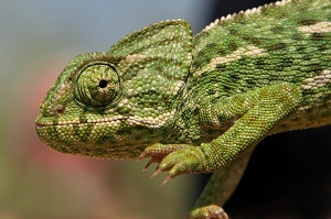 Ria Formosa Chameleon
