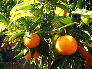Algarve Winter Oranges Portugal