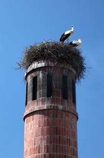 White Storks Algarve Portugal