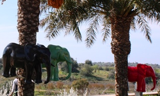 Elephant Trees Algarve Portugal