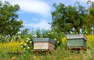 Bee hives Algarve Portugal
