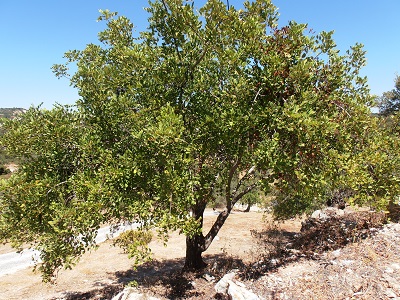 Algarve Carob Tree