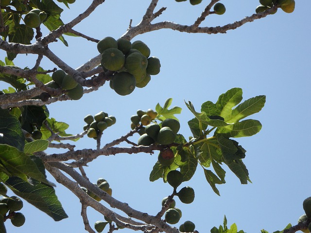Fig Tree Algarve Portugal
