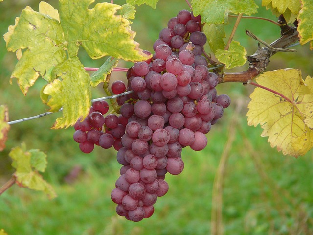 Grape Vineyard Algarve Portugal