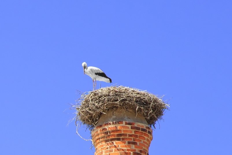 Stork Faro Algarve Portugal