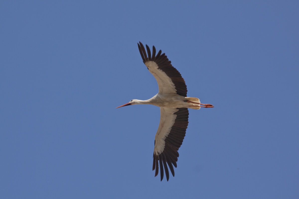 Stork Flying Algarve Portugal