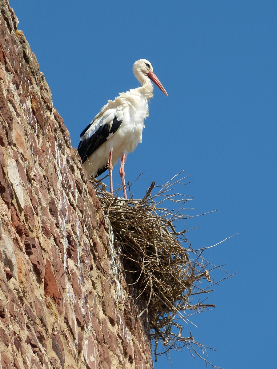 Stork Nest Silves Algarve Portugal