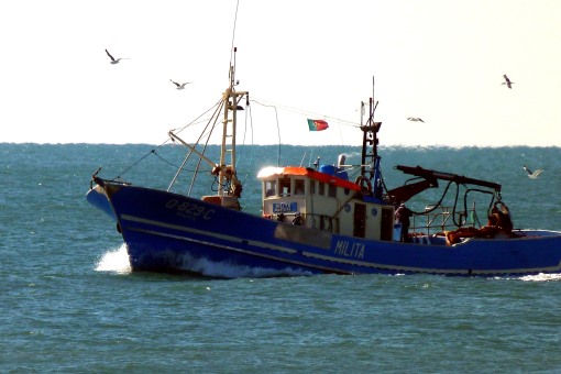 Tuna fishing Algarve
