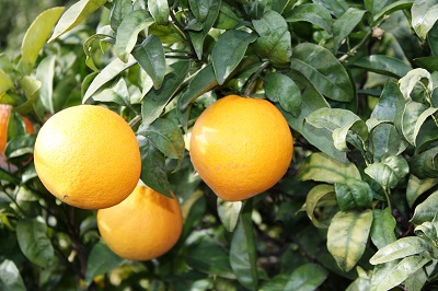 Algarve fresh oranges