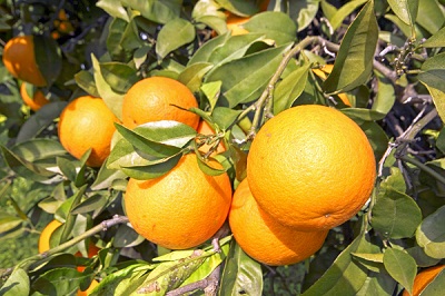 Oranges Growing on Trees Algarve Portugal