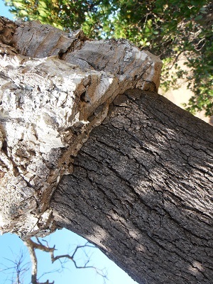Cork tree up close