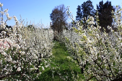 amendoeira em flor