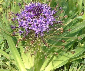 Scilla Peruviana Algarve Portugal