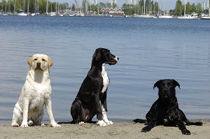 Pets enjoying Portugal