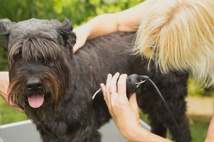 Keeping your dog cool in the Algarve