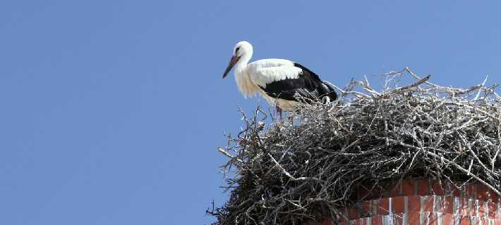Algarve storks