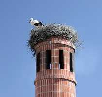 Algarve stork on a chimney