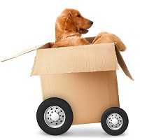Insurance for Pets and Vehicles Portugal